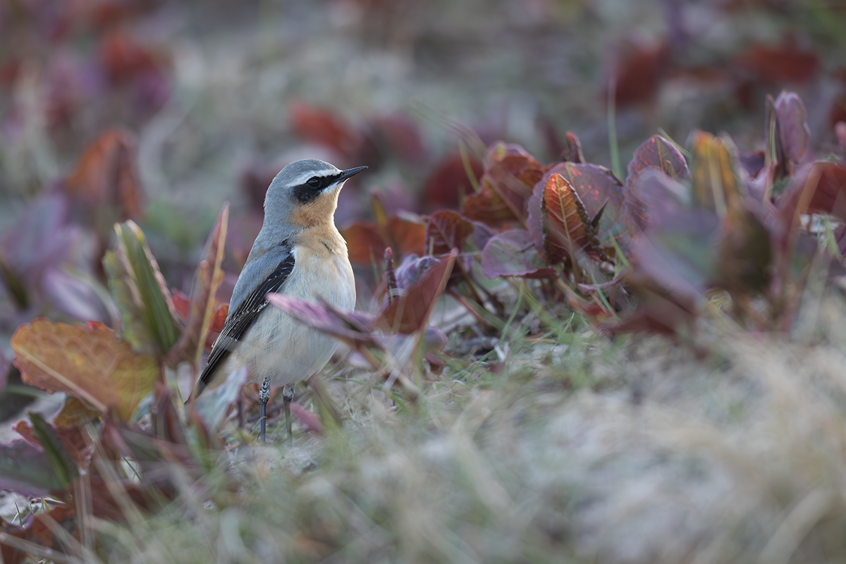 Białorzytka-Wheatear