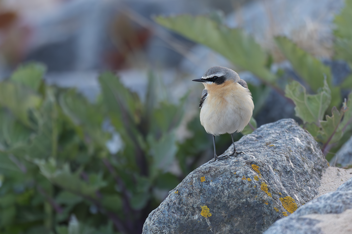 Białorzytka-Wheatear