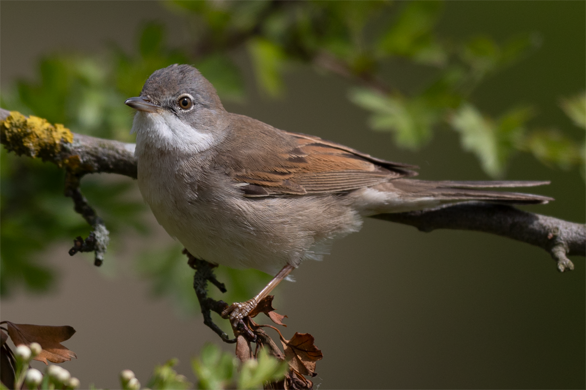 Cierniówka-Whitethroat