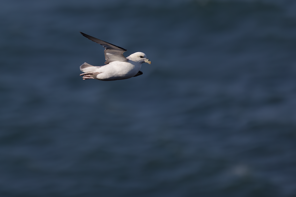 Fulmar-Fulmar