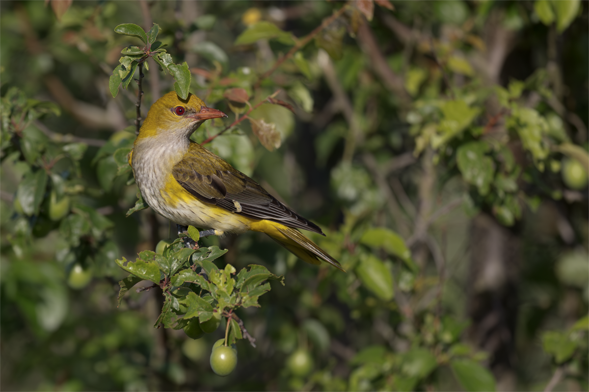 Wilga-Golden Oriole