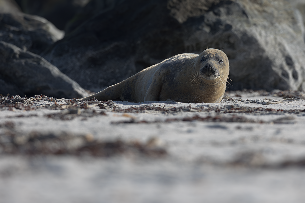 Foka pospolita-Harbor Seal