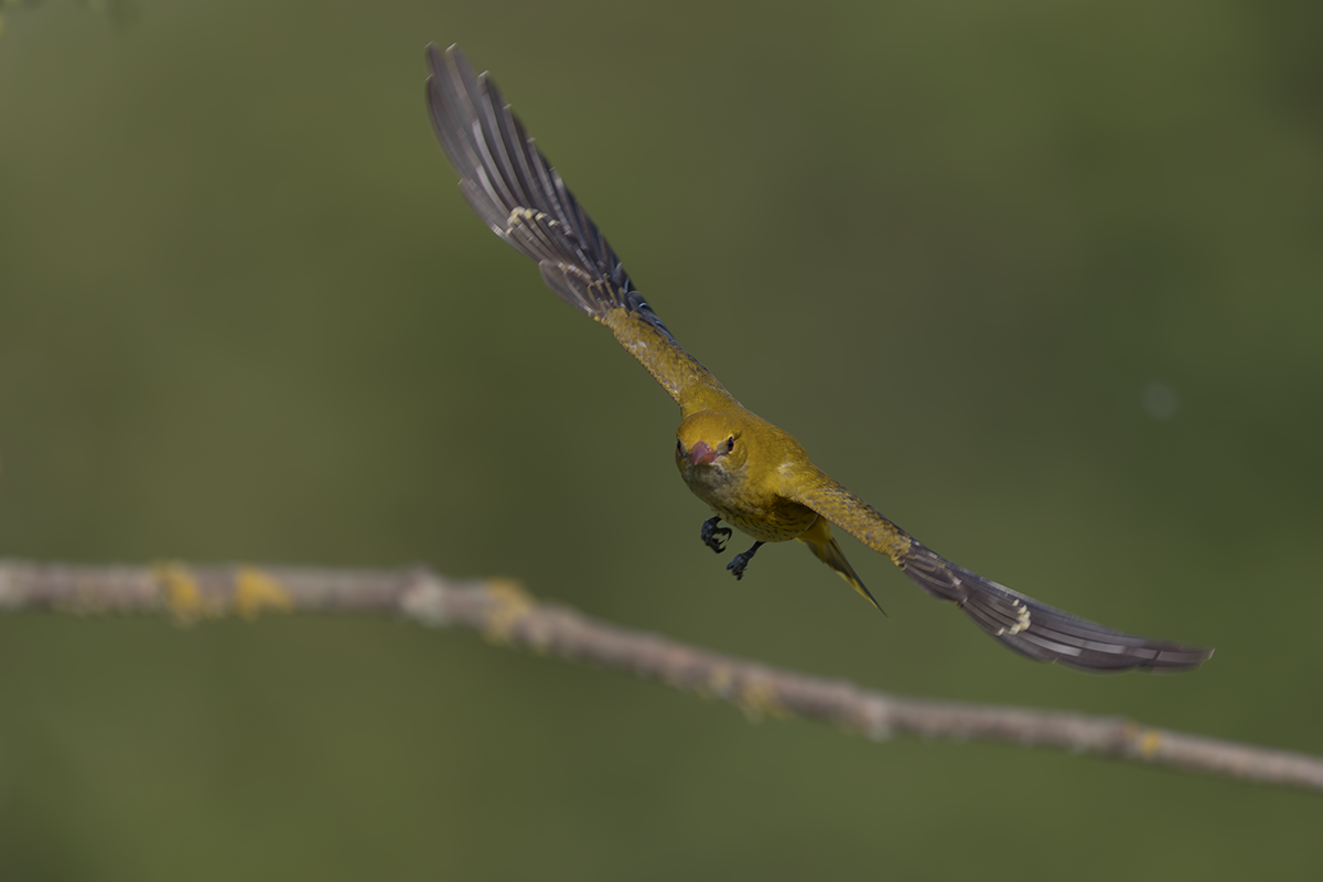 Wilga-Golden Oriole