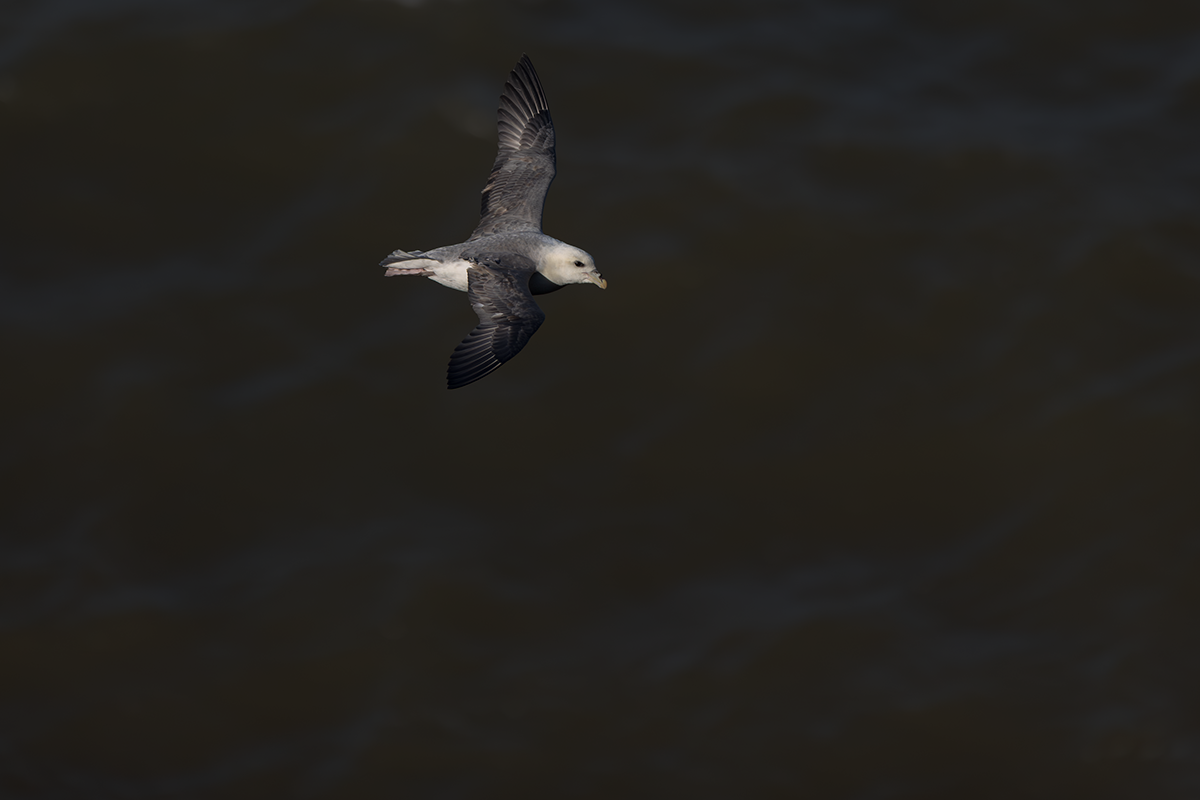 Fulmar-Fulmar