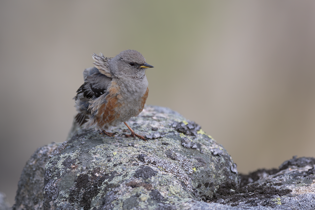 Płochacz  halny-Alpine Accentor