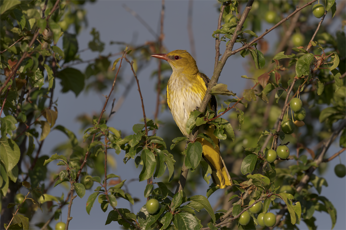 Wilga-Golden Oriole