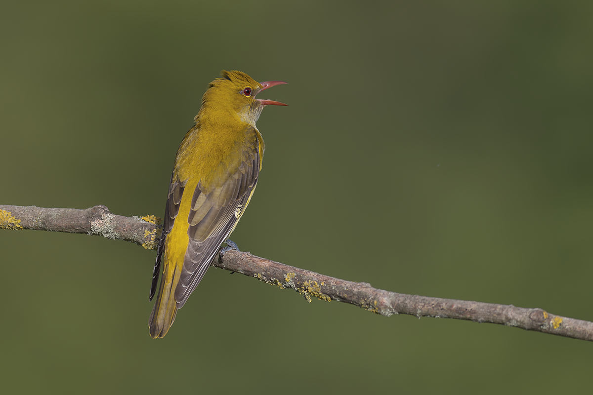 Wilga-Golden Oriole