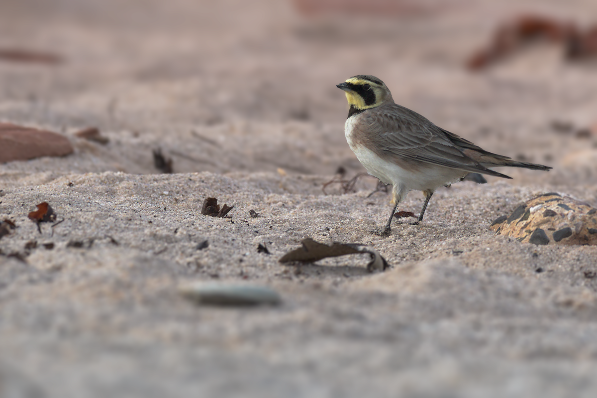 Górniczek-Horned Lark