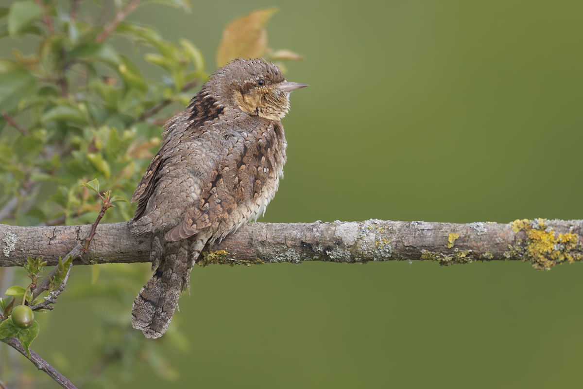 Krętogłów-Wryneck
