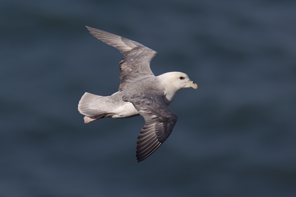 Fulmar-Fulmar