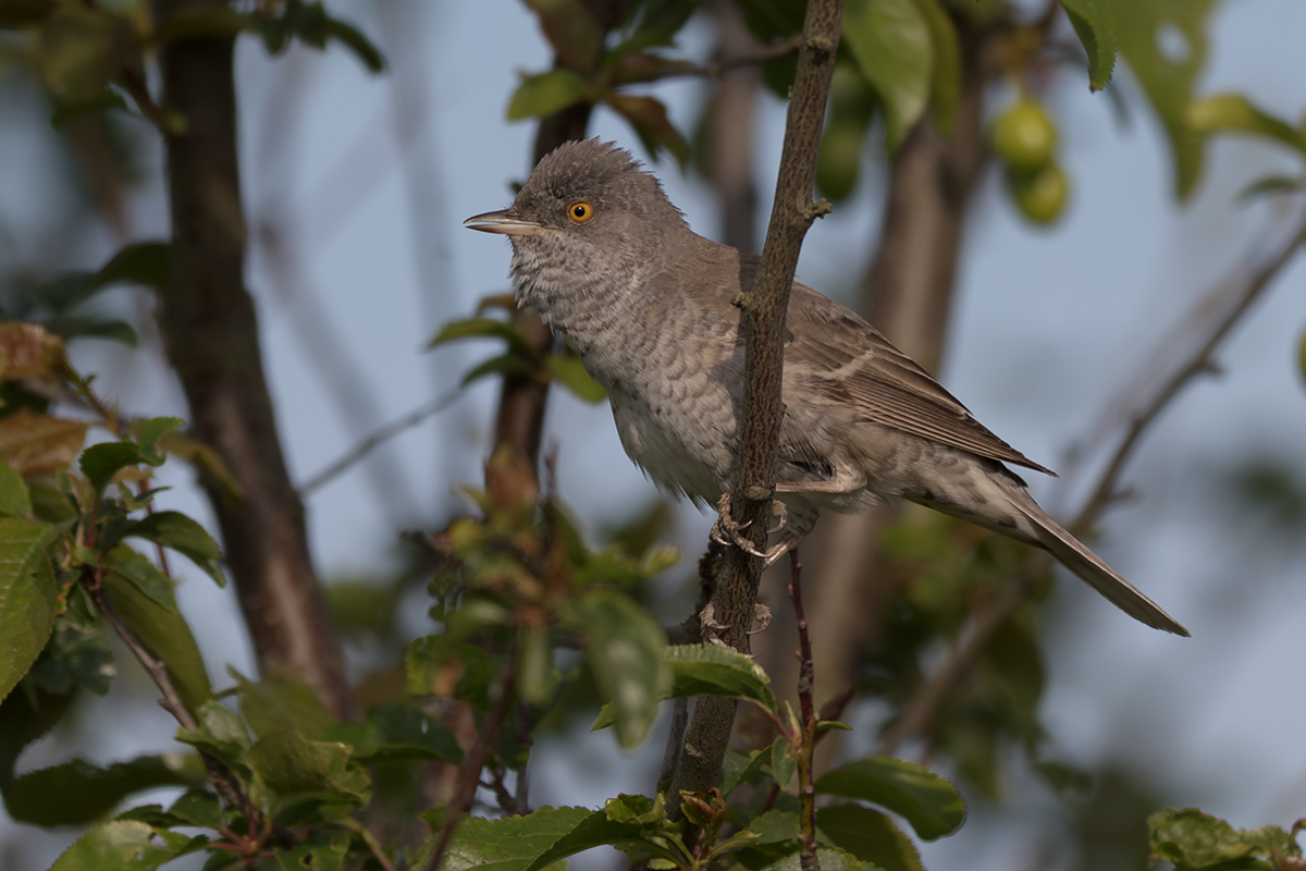 Jarzębatka-Barred Warbler