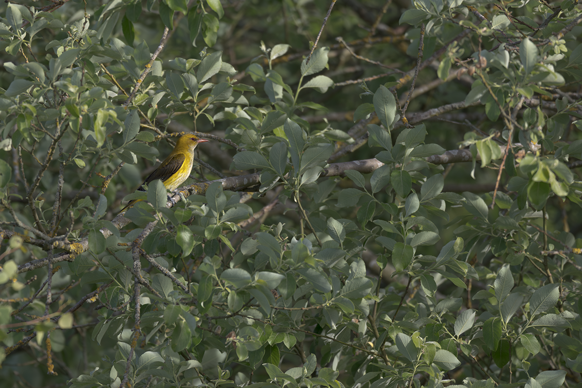 Wilga-Golden Oriole