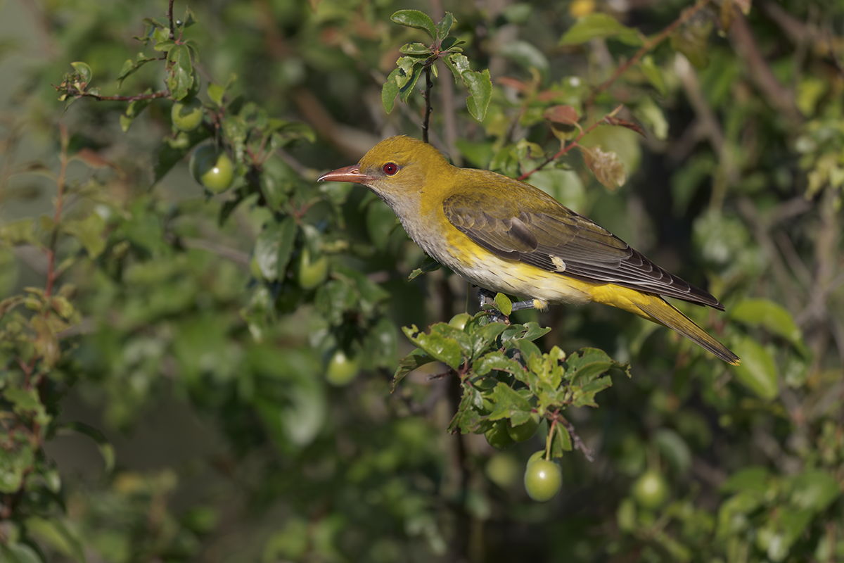 Wilga-Golden Oriole