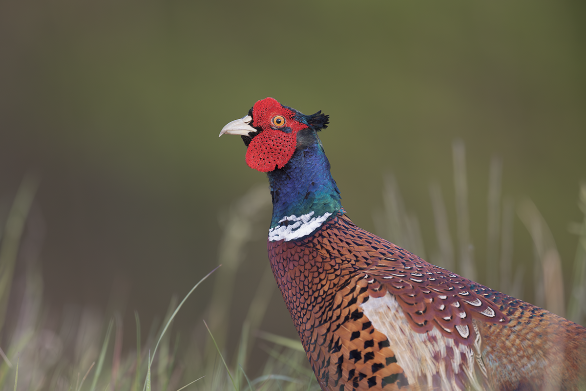 Bażant-Pheasant