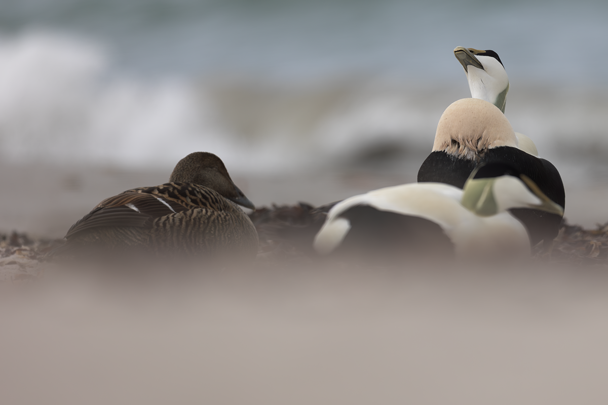 Edredon-Eider