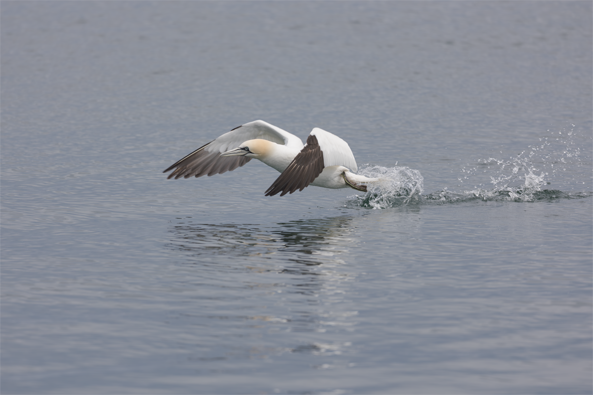 Głuptak-Gannet