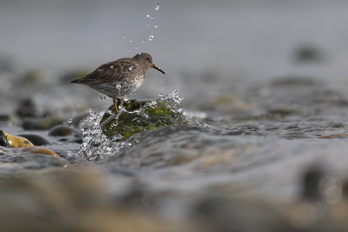 Biegus morski-Purple Sandpiper
