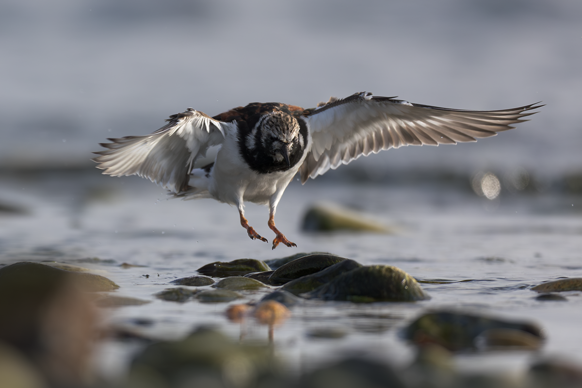 Kamusznik-Turnstone