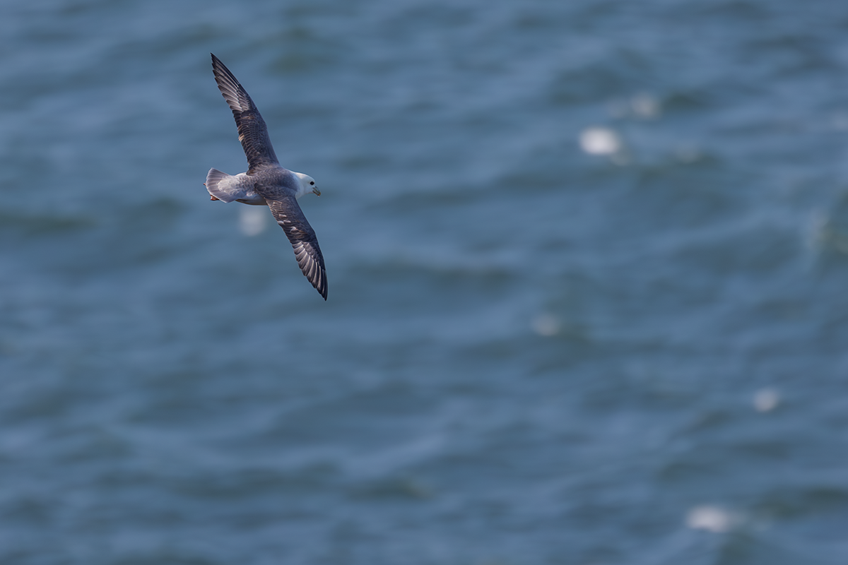 Fulmar-Fulmar