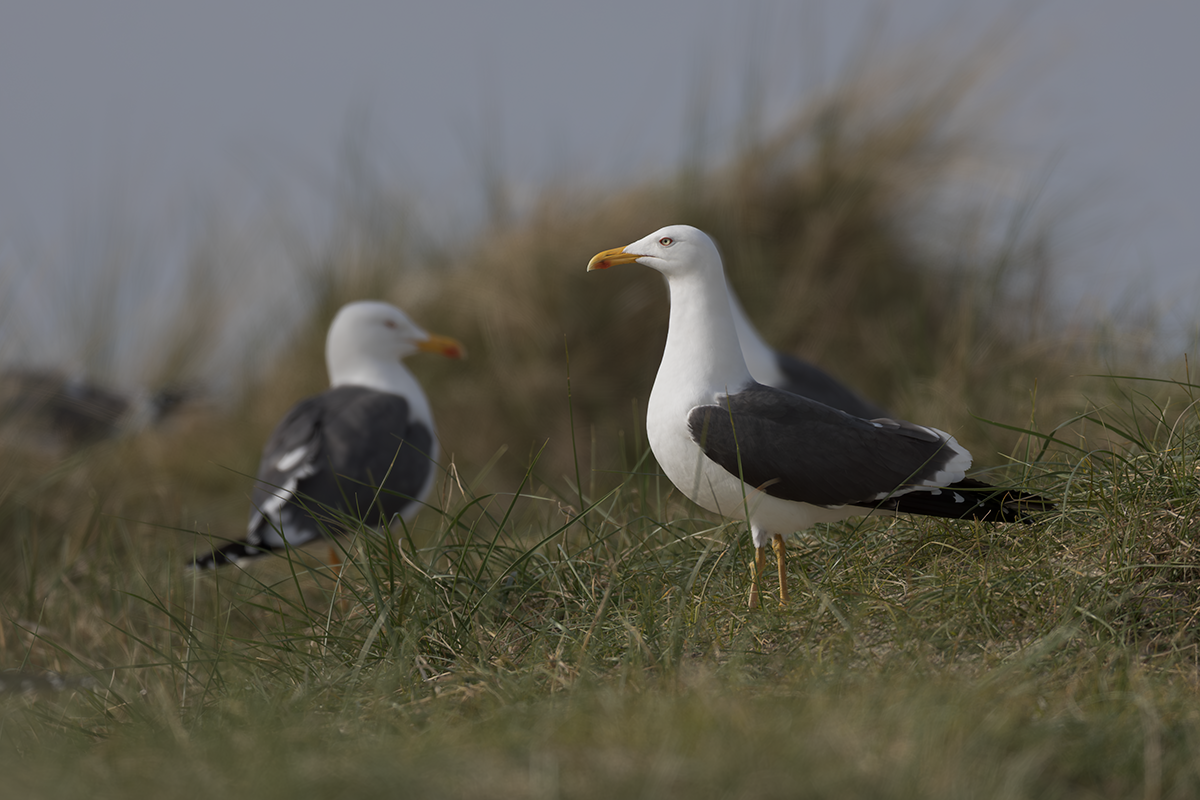 Mewa żółtonoga-Lesser Black-backed Gull