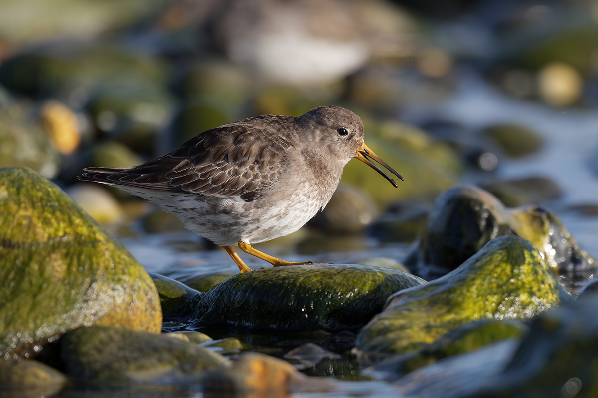 Biegus morski-Purple Sandpiper