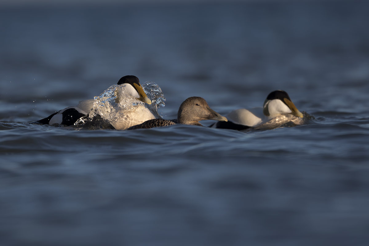 Edredon-Eider