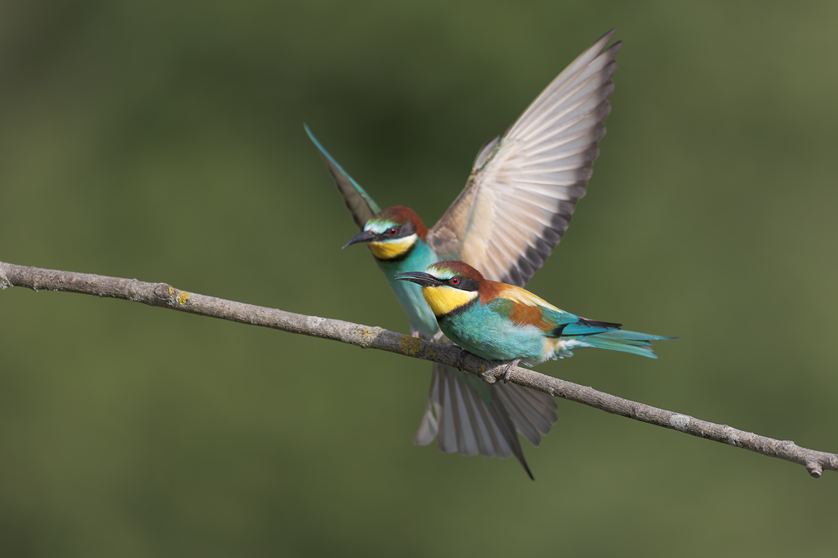Żołna-Bee-eater 