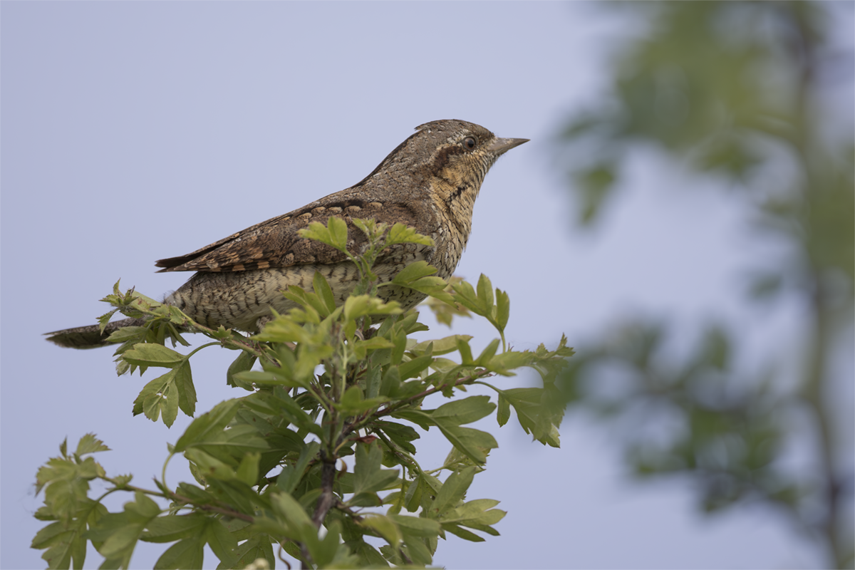 Krętogłów-Wryneck