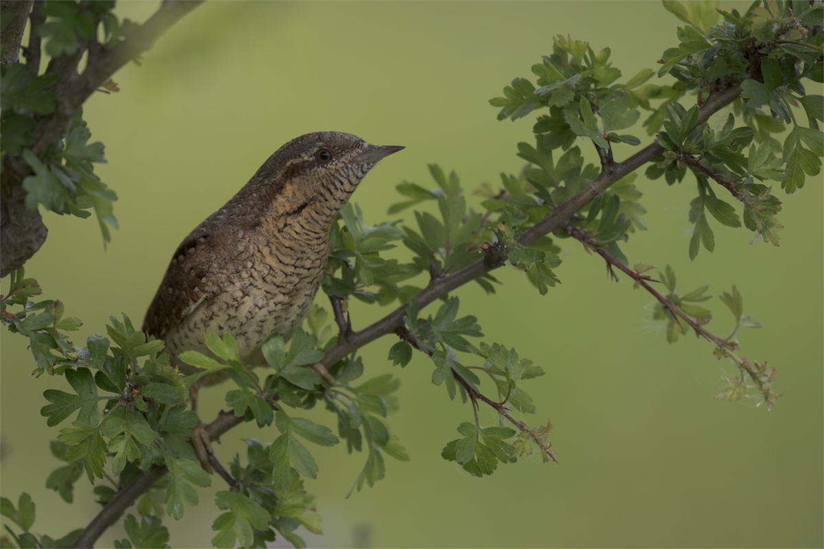 Krętogłów-Wryneck