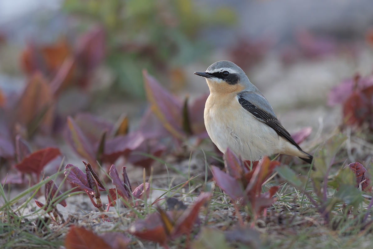 Białorzytka-Wheatear
