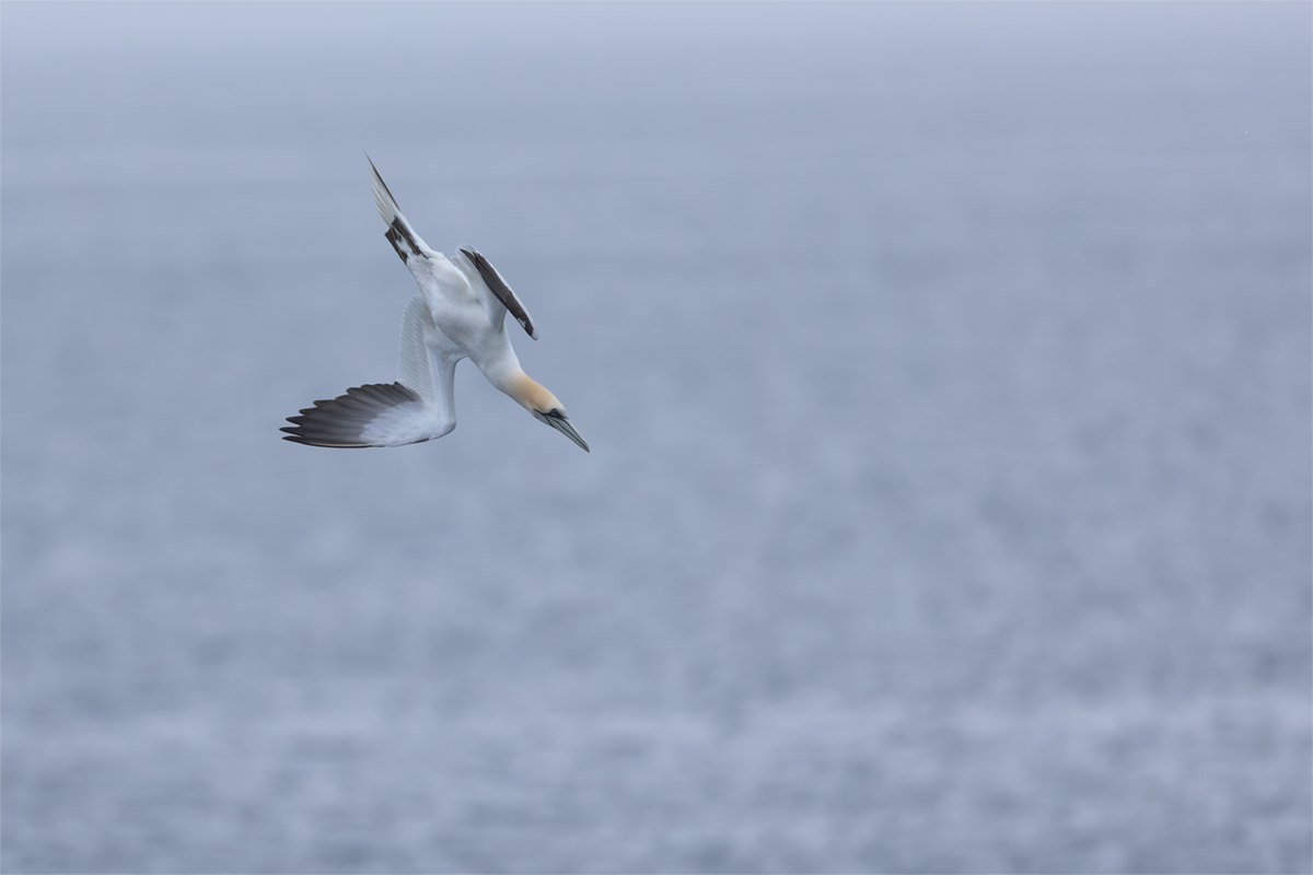 Głuptak-Gannet