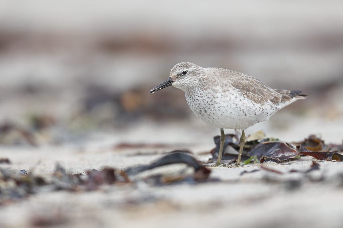Biegus rdzawy-Red Knot