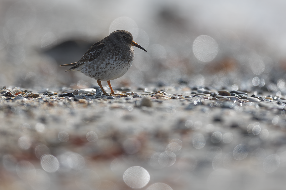 Biegus morski-Purple Sandpiper