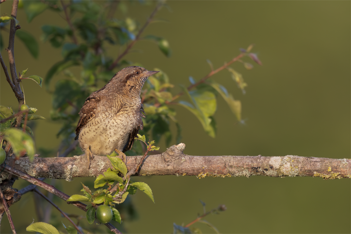Krętogłów-Wryneck