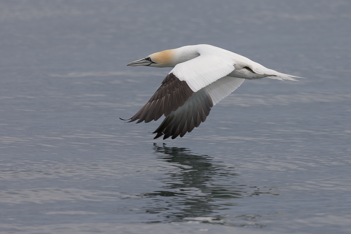 Głuptak-Gannet