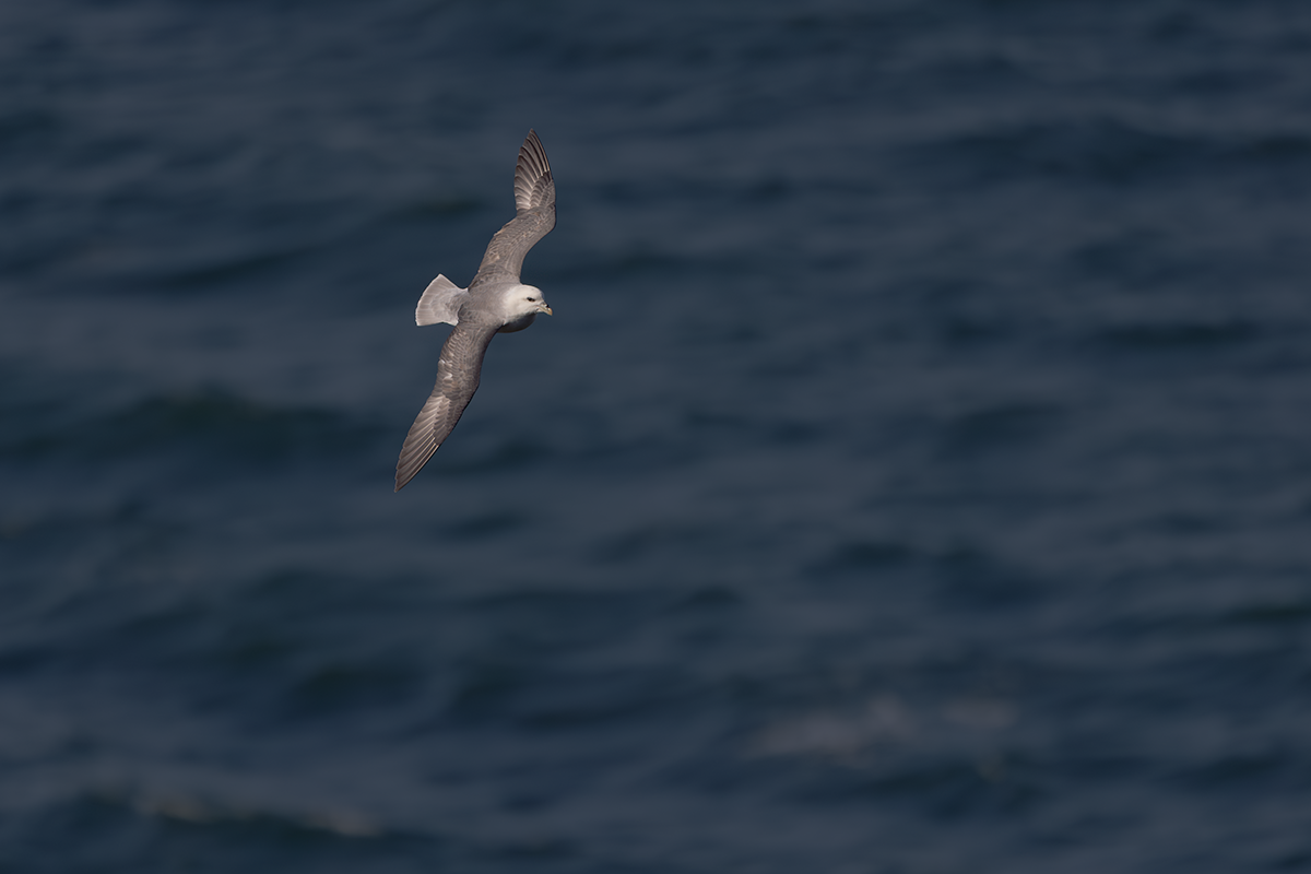 Fulmar-Fulmar