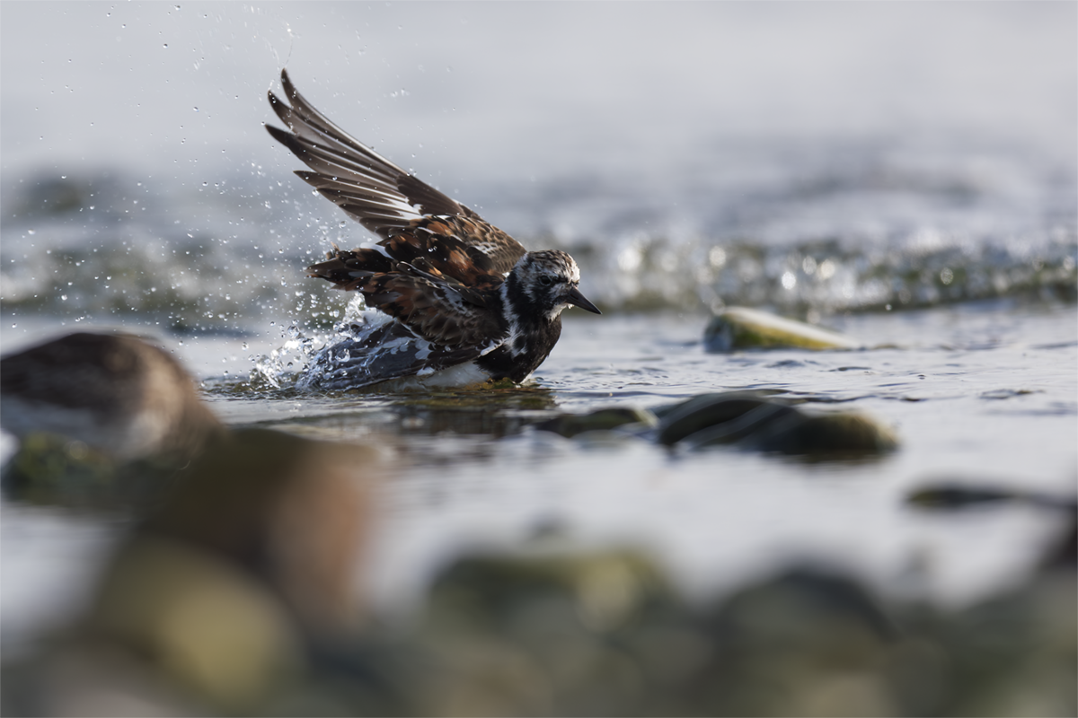 Kamusznik-Turnstone