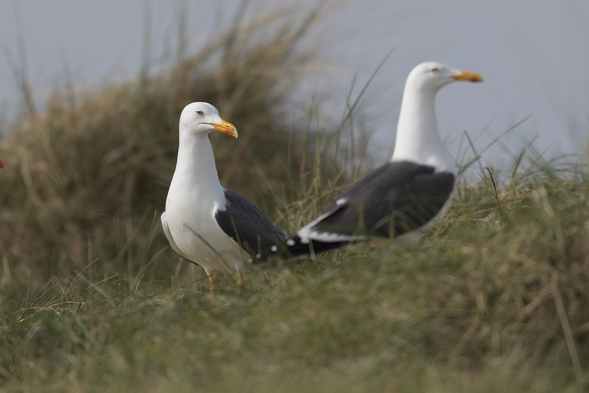 Mewa żółtonoga-Lesser Black-backed Gull