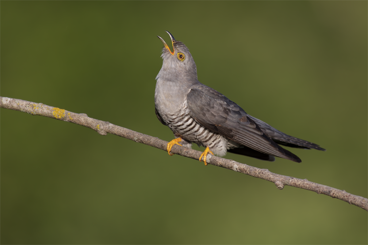 Kukułka-Cuckoo