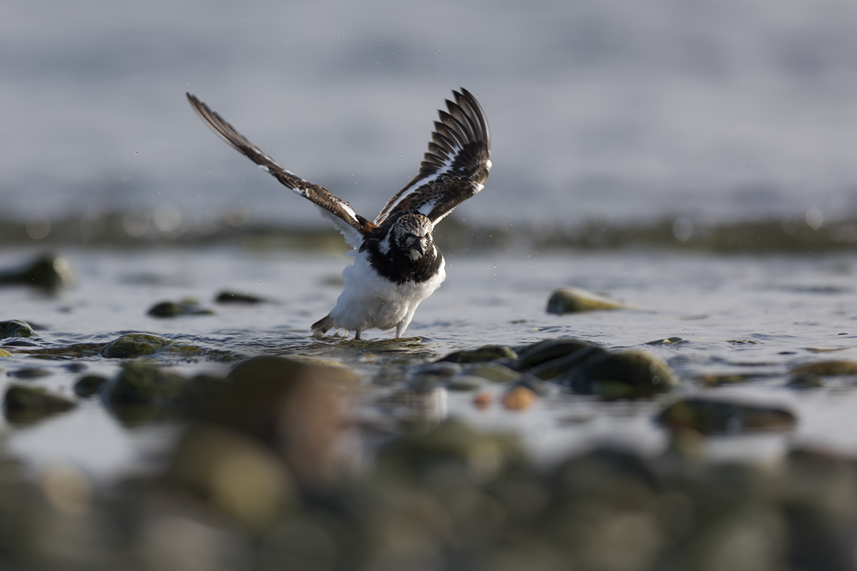 Kamusznik-Turnstone