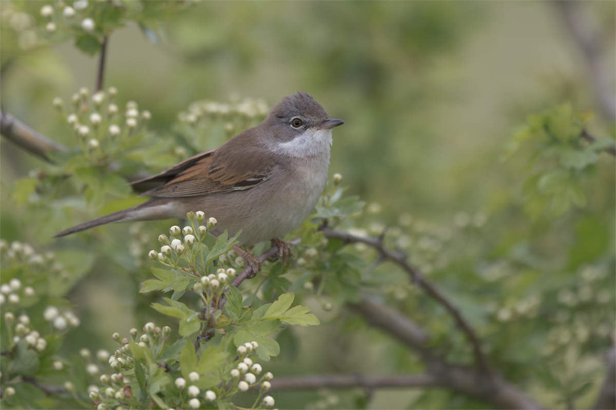 Cierniówka-Whitethroat