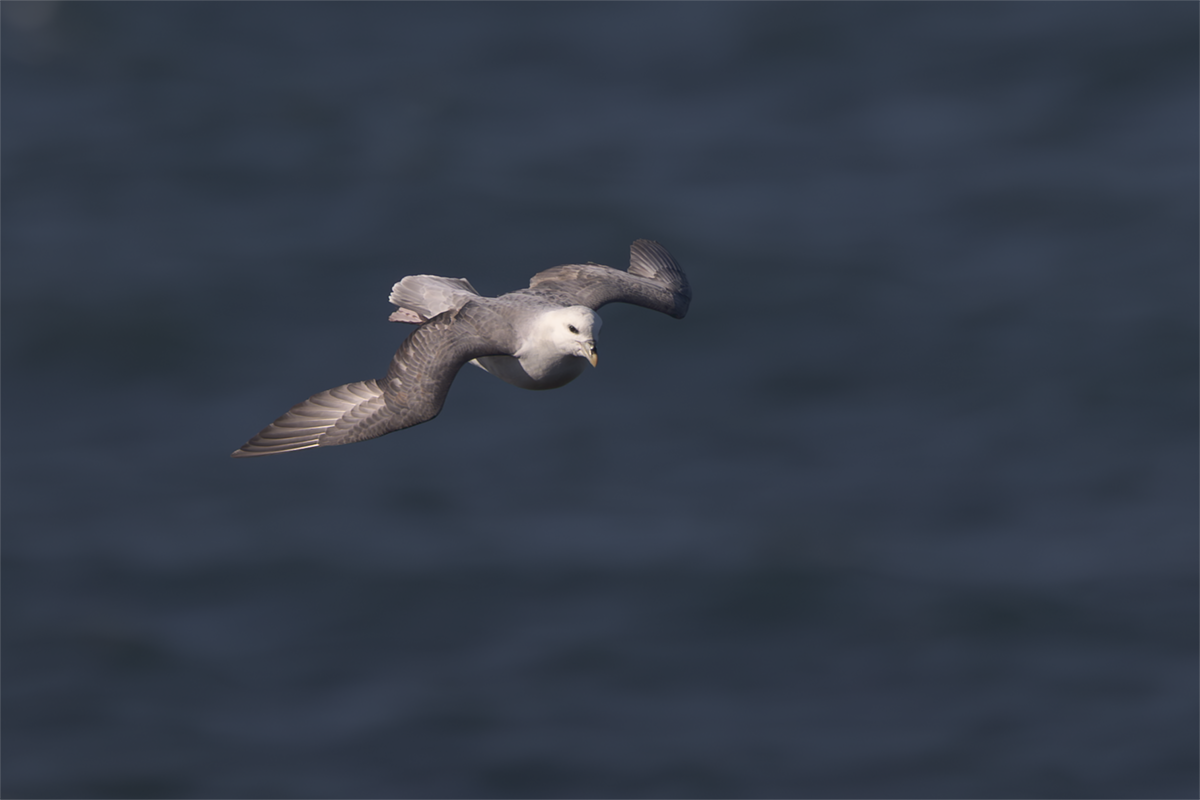 Fulmar-Fulmar