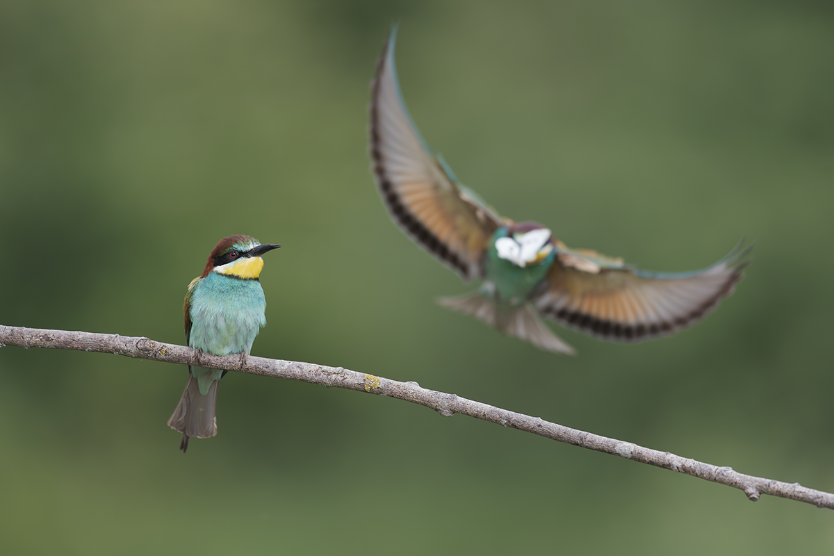 Żołna-Bee-eater 
