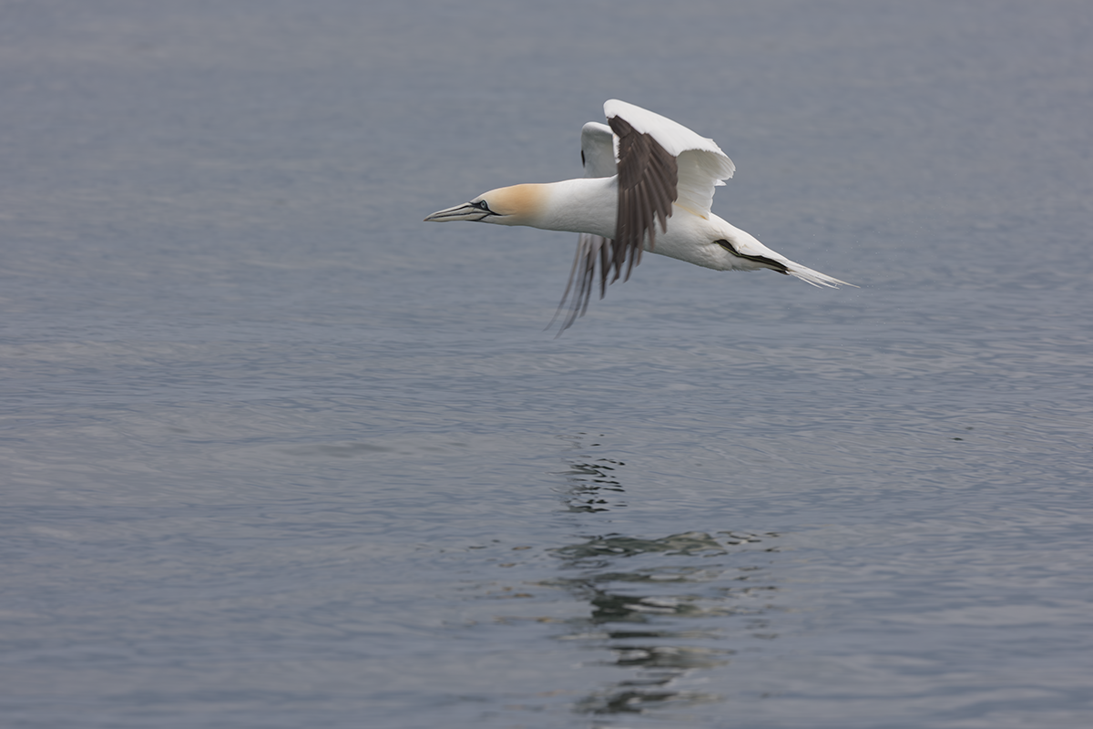Głuptak-Gannet