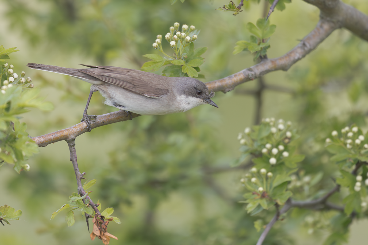 Piegża-Lesser Whitethroat