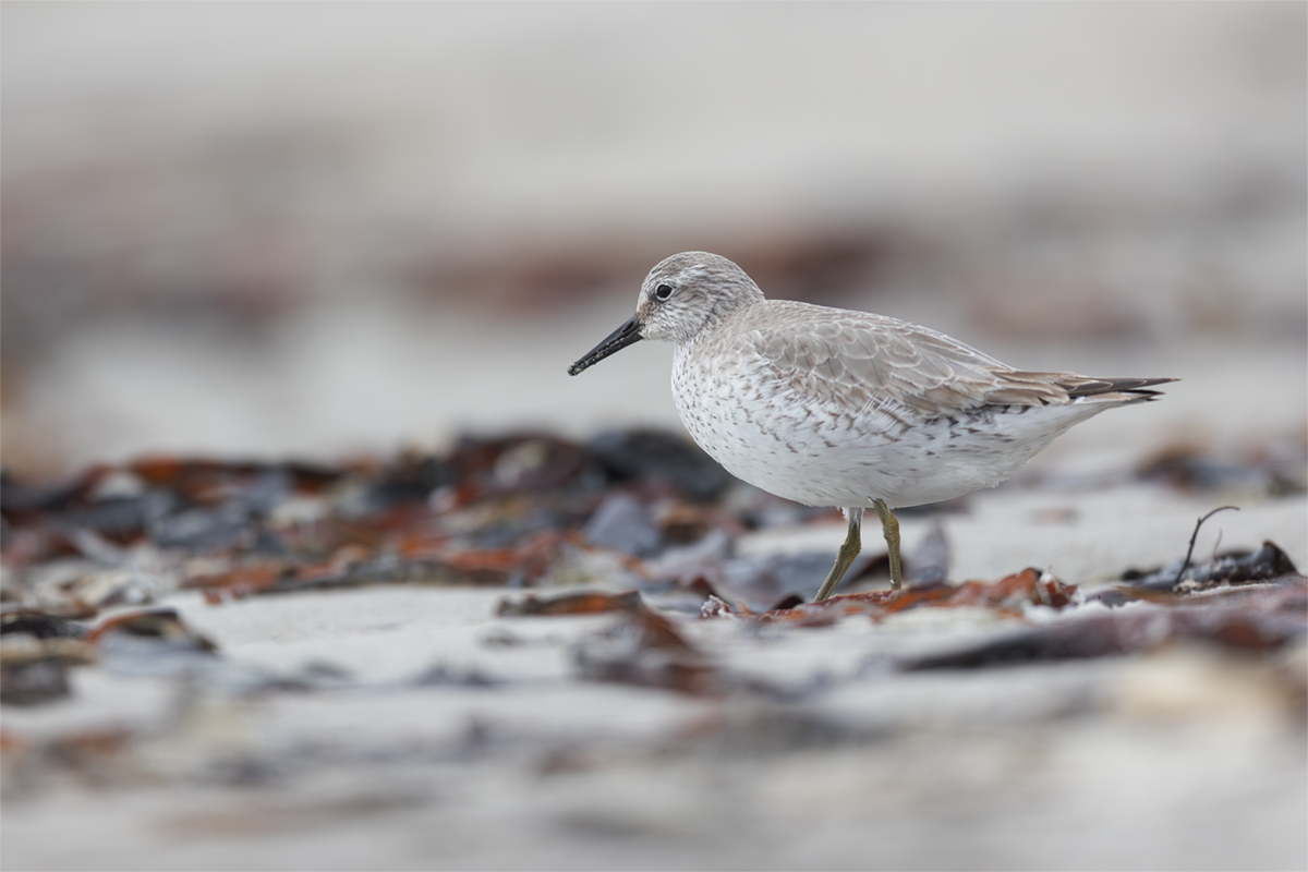 Biegus rdzawy-Red Knot