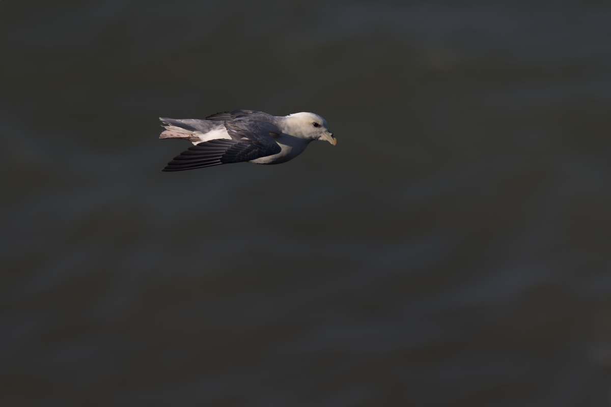 Fulmar-Fulmar