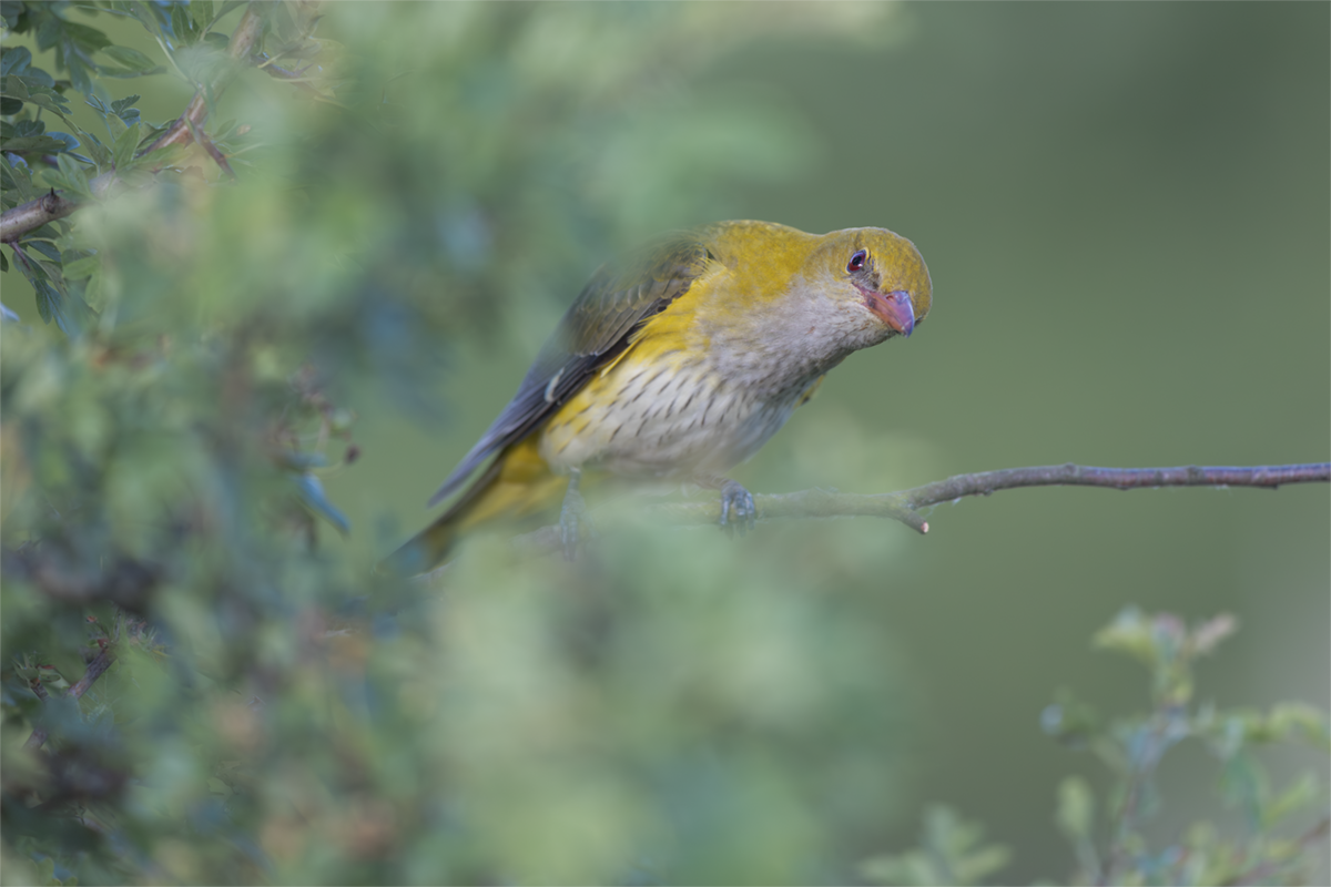 Wilga-Golden Oriole