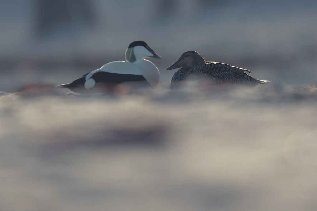 Edredon-Eider
