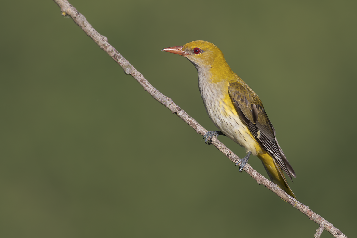 Wilga-Golden Oriole